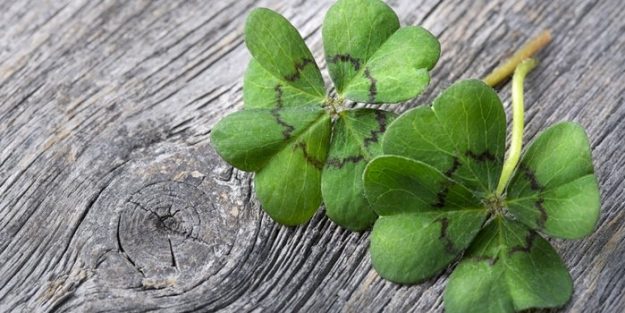 20150918164525-four-leaf-clover-luck-lucky fm