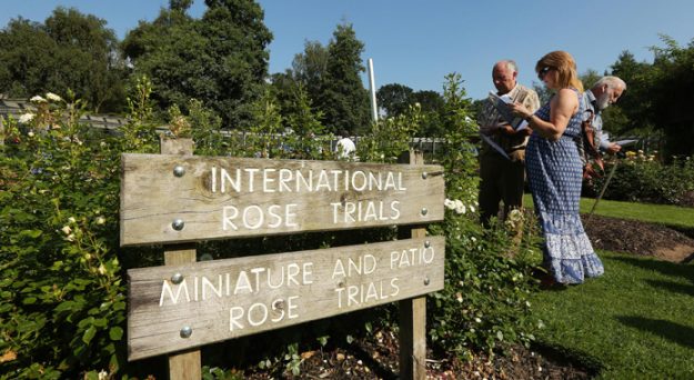 Main_RoseWeek104230_18135