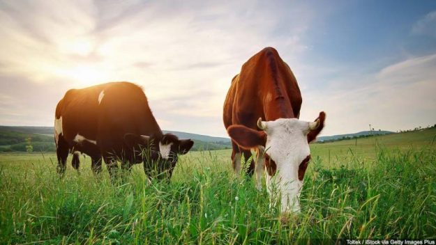 BN_cattle