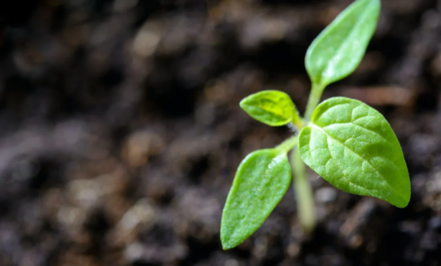 Protein crop scheme