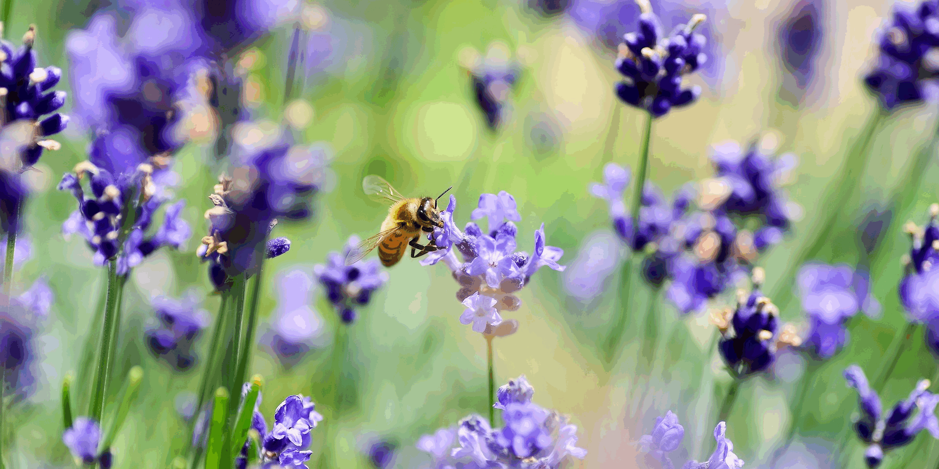 BIODIVERSITY (1)