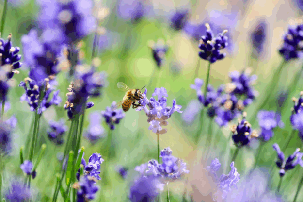 BIODIVERSITY (1)